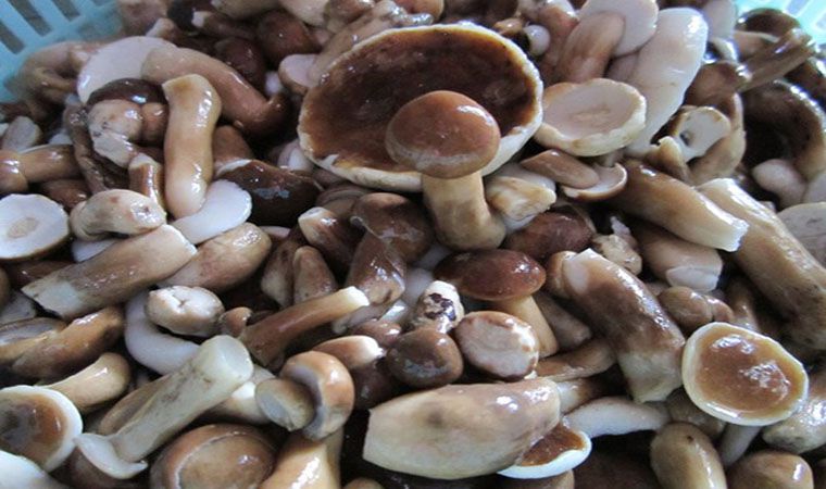 Go to Phu Quoc to enjoy specialty mushroom melaleuca.